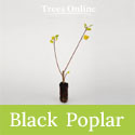 Black Poplar Cell Grown Tree Saplings – Populus nigra betulifolia