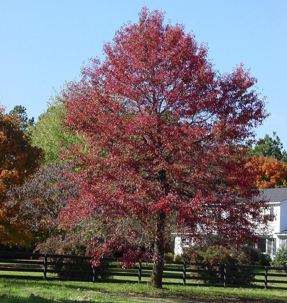 Black Tupelo Tree, Nyssa Sylvatica AWARD + HARDY + LOW MAINTENANCE + DAMP SITE **FREE UK MAINLAND DELIVERY + FREE TREE WARRANTY**