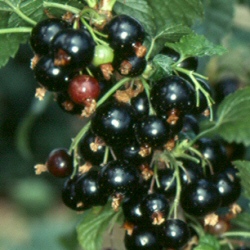 Ben Connan Blackcurrant Bush (Early to Mid Season) 3 Litre Containerised Bushes **FREE UK MAINLAND DELIVERY + FREE 100% TREE WARRANTY**