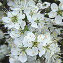 Blackthorn or Sloe (Prunus spinosa), 20cm-40cm, COAST SUITABLE + WET + DRY + EXPOSED + WILDLIFE + HOSTILE + THORNY + PIONEER **FREE UK MAINLAND DELIVERY + FREE 100% TREE WARRANTY****