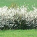 Blackthorn or Sloe (Prunus spinosa), 20cm-40cm, COAST SUITABLE + WET + DRY + EXPOSED + WILDLIFE + HOSTILE + THORNY + PIONEER **FREE UK MAINLAND DELIVERY + FREE 100% TREE WARRANTY****