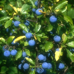 Blackthorn Hedging