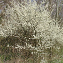 Blackthorn or Sloe (Prunus spinosa), 20cm-40cm, COAST SUITABLE + WET + DRY + EXPOSED + WILDLIFE + HOSTILE + THORNY + PIONEER **FREE UK MAINLAND DELIVERY + FREE 100% TREE WARRANTY****