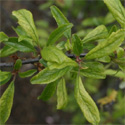 Blackthorn or Sloe (Prunus spinosa), 20cm-40cm, COAST SUITABLE + WET + DRY + EXPOSED + WILDLIFE + HOSTILE + THORNY + PIONEER **FREE UK MAINLAND DELIVERY + FREE 100% TREE WARRANTY****