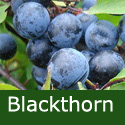 Blackthorn or Sloe (Prunus spinosa), 20cm-40cm, COAST SUITABLE + WET + DRY + EXPOSED + WILDLIFE + HOSTILE + THORNY + PIONEER **FREE UK MAINLAND DELIVERY + FREE 100% TREE WARRANTY****