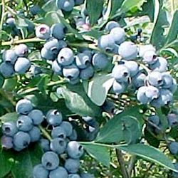 Blueberry Bush Bluecrop. Delivered as 2-3L Containerised Plants **FREE UK MAINLAND DELIVERY + FREE 100% TREE WARRANTY**