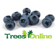 Blueberry Soft Fruit