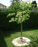 Blushing Bride Tree (Prunus Shogetsu) Supplied height 125-240cm, 3-20L Pot **FREE UK MAINLAND DELIVERY + FREE 100% TREE WARRANTY**