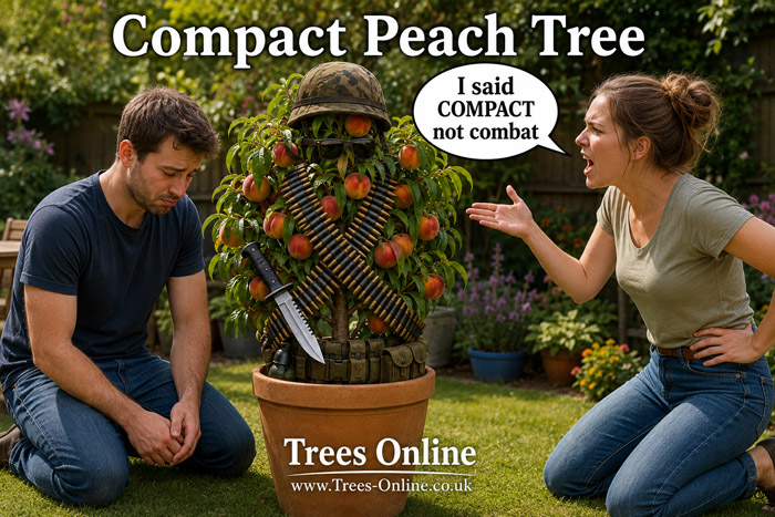Compact Bonanza peach tree in a patio pot