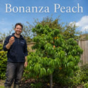 Bonanza compact peach tree is a compact dwarf peach tree