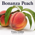 DELIVERED SEPTEMBER 2026 Bonanza Peach Tree