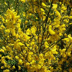 Broom Shrubs