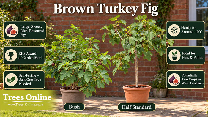Brown Turkey Fig bush and half standard