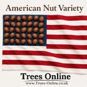 Butler Hazelnut American variety