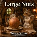 Butler Hazelnut large nuts
