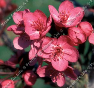 Cardinal Crab Apple Tree, Malus Cardinal **FREE UK MAINLAND DELIVERY + FREE 100% TREE WARRANTY**