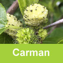 DELIVERED SEPTEMBER 2026 (Morus) Carman Mulberry