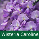 <font color="red">DELIVERED SEPTEMBER 2024</font> Caroline Wisteria Tree Vine (Wisteria 'Caroline') 4 Years old, HEAVILY SCENTED + PATIO/BONSAI SUITABLE, LONG LIVED, Supplied at 1.0 - 1.50m in a 3-7 litre container **FREE UK MAINLAND DELIVERY + FREE 100% TREE WARRANTY**