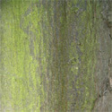 Bare Root Carpinus Betulus Common Hornbeam