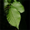 Bare Root Carpinus Betulus Common Hornbeam leaf