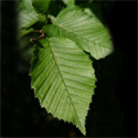 Mature Common Hornbeam Tree (Carpinus Betulus) **PRICE INCLUDES FREE MAINLAND DELIVERY**