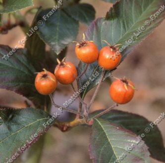 Mature Crataegus Carrierei Hawthorn Tree **FREE UK MAINLAND DELIVERY + FREE 100% TREE WARRANTY**