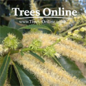 Sweet Chestnut Castanea Sativa Catkins
