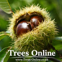 Sweet Chestnut Castanea Sativa Fruits