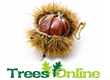 Sweet Chestnut