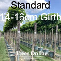 Catalpa Bungei Nana Dwarf Indian Bean tree 14-16cm Standard