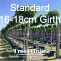 Catalpa Bungei Nana Dwarf Indian Bean tree 16-18cm Standard