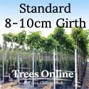 Catalpa Bungei Nana Dwarf Indian Bean tree 8-10cm Standard