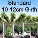 Catalpa Bungei Nana Dwarf Indian Bean tree 10-12cm Standard