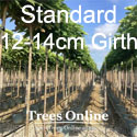 Catalpa Bungei Nana Dwarf Indian Bean tree 12-14cm Standard