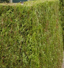 Cedar Hedging