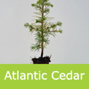 Atlantic cedar Cedrus Atlantica Cell Grown