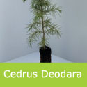 <font color="red">DELIVERED SEPTEMBER 2024</font> Deodar Cedar, Cedrus Deodara 20-60cm Trees, **FREE UK MAINLAND DELIVERY + FREE 100% TREE WARRANTY**
