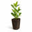 Cell-grown hedge plants guide