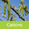 Chandler Walnut flowers or catkins