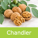 DELIVERED SEPTEMBER 2026 Chandler Walnut Tree