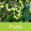 Chandler Walnut leaves and fruits