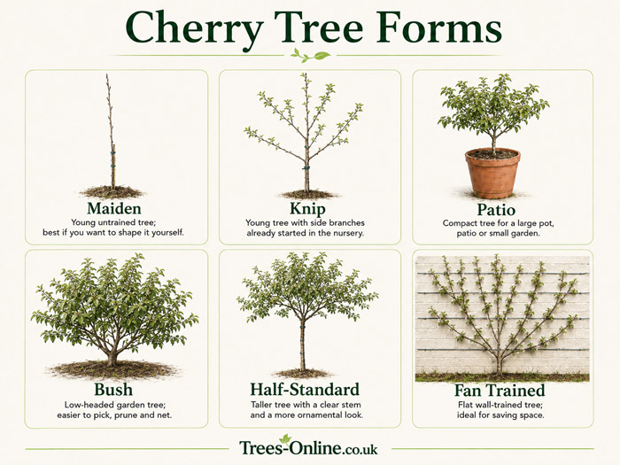 Cherry tree forms guide showing maiden, knip, patio, bush, half-standard and fan-trained cherry trees