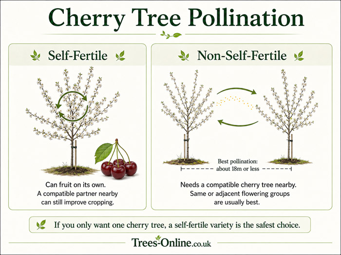 Cherry tree pollination guide showing self-fertile and non-self-fertile cherry trees