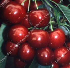 Sweetheart Cherry Tree Self Fertile + Heavy Crop + Good Pollinator **FREE DELIVERY + 100% TREE WARRANTY**