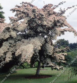 Mature Cornus Kousa Chinensis Dogwood Tree **FREE UK MAINLAND DELIVERY + FREE 100% TREE WARRANTY**