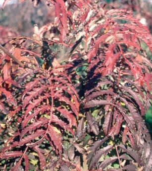 Chinese Lace Mountain Ash or Rowan Tree **FREE UK MAINLAND DELIVERY + FREE 100% TREE WARRANTY**