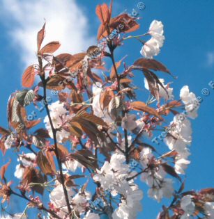 Chocolate Ice Japanese Flowering Cherry Tree, Prunus Matsumae Fuki  **FREE UK MAINLAND DELIVERY + FREE 100% TREE WARRANTY**