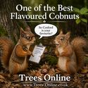 Cosford Hazelnut excellent flavour