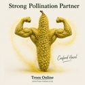 Cosford Hazelnut strong pollinator