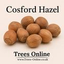 Corylus Cosford Hazelnut Tree / Cobnut